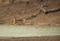Maya with her cub sitting in a water hole, Tadoba Andhari Tiger Reserve, India
