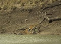 Maya and her cub in a water hole, Tadoba Andhari Tiger Reserve, India