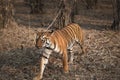 Maya female Tiger near a body of water at Tadoba National Park