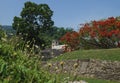 Maya temple ruins with palace and observation tower surrounded by blossoms, Palanque, Chiapas, Mexico Royalty Free Stock Photo