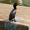 Mayakoba Waterfowl in the Sun Royalty Free Stock Photo