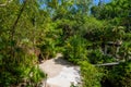 Mayan ruins in jungle tropical forest, Playa del Carmen, Riviera Maya, Yu atan, Mexico Royalty Free Stock Photo