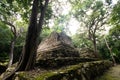 Mayan ruins in the middle of the Mexican jungle, ancient stone buildings invaded by plants and trees. jungle that takes possession