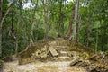 Mayan ruins overgrown by roots and plants in the rainforest of Peten, Yucatan