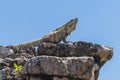 Mayan Ruins of Tulum. Old city. Tulum Archaeological Site. Riviera Maya. Mexico Royalty Free Stock Photo