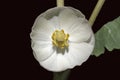 Mayapple Flower