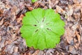 Mayapple plan in Spring