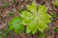 Mayapple plants closeup Royalty Free Stock Photo