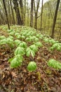 Mayapple plants growing in forest Royalty Free Stock Photo