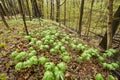 Mayapple plants growing in forest Royalty Free Stock Photo