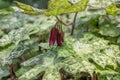 Mayapple Podophyllum peltatum Spotty Dotty, budding chocolate-red flower