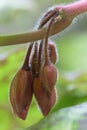 Mayapple Podophyllum peltatum Spotty Dotty pending, hairy buds