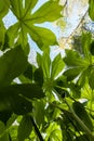 Looking Up through Mayapple Leaves Royalty Free Stock Photo