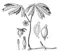 Mayapple vintage illustration