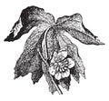 Mayapple vintage illustration