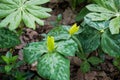 Mayapple and Yellow Trillium Plants