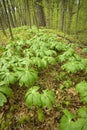 Mayapples in spring. Royalty Free Stock Photo