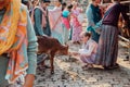 Mayapur, West Bengal, India - February 7, 2020. multinational group of teenage girls on a field trip to the Indian cow farm Royalty Free Stock Photo