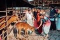 Mayapur, West Bengal, India - February 7, 2020. multinational group of teenage girls on a field trip to the Indian cow farm Royalty Free Stock Photo