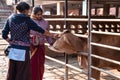 Mayapur, West Bengal, India - February 7, 2020. multinational group of teenage girls on a field trip to the Indian cow farm Royalty Free Stock Photo