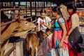 Mayapur, West Bengal, India - February 7, 2020. multinational group of teenage girls on a field trip to the Indian cow farm Royalty Free Stock Photo