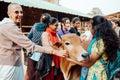 Mayapur, West Bengal, India - February 7, 2020. multinational group of teenage girls on a field trip to the Indian cow farm Royalty Free Stock Photo