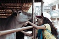 Mayapur, West Bengal, India - February 7, 2020. multinational group of teenage girls on a field trip to the Indian cow