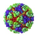 Mayaro virus illustration