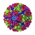 Mayaro virus illustration