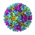 Mayaro virus illustration