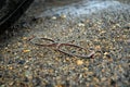 Eyeglasses laying on the wet ground.