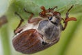 Maybeetle eating leaves Royalty Free Stock Photo