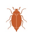 Maybug beetle. Chafer Royalty Free Stock Photo