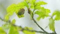 Maybug, chafer beetle is sitting on oak leaf in the forest. Harmful agricultural beatles. Close up.