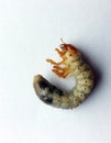 Maybug Cockchafer caterpillar in a white background.