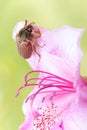 Maybug or cockchafer closeup