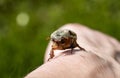 The maybug is crawling on a man& x27;s hand on a blurred background of green grass. Cockchafer, arthropod pest that