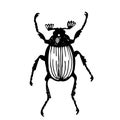 Maybug, creeping beetle creature, linear vector illustration. Linear vector drawing. Naturalness of nature, beautiful