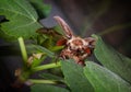 Maybug in green leaves.