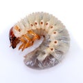 Maybug larva close-up on a white background