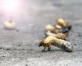 Maybug larva on concrete surface, closeup, selective focus