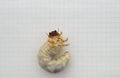 Maybug larva on a sheet of paper.