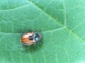 maybug sitting on a green leaf