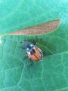 maybug sitting on a green leaf