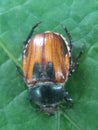 maybug sitting on a green leaf