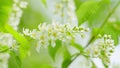 Mayday tree, is a flowering plant in the rose family rosaceae. Mass flowering. Slow motion. Royalty Free Stock Photo