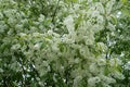 Mayday tree flowers