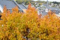 autumn tree above old town