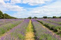 Mayfield Lavender Farm, UK Royalty Free Stock Photo