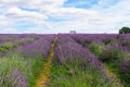 Mayfield Lavender Farm